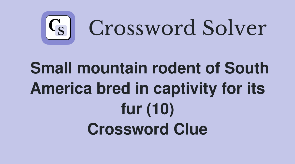 Small mountain rodent of South America bred in captivity for its fur